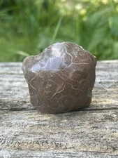 Polished Coral Fossil- Natural 2” Fossilized Hexagonaria Coral Specimen Morocco