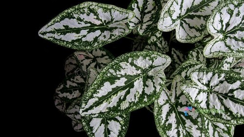 50 Samen Caladium weißes Blatt Elefantenohr Herz Jesus Engelsflügel Haus Gartenarbeit - Bild 12 von 15
