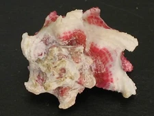 Rarely Seen...ANGARIA ACULEATUS w/o~23.4mm~Indonesia SEASHELL