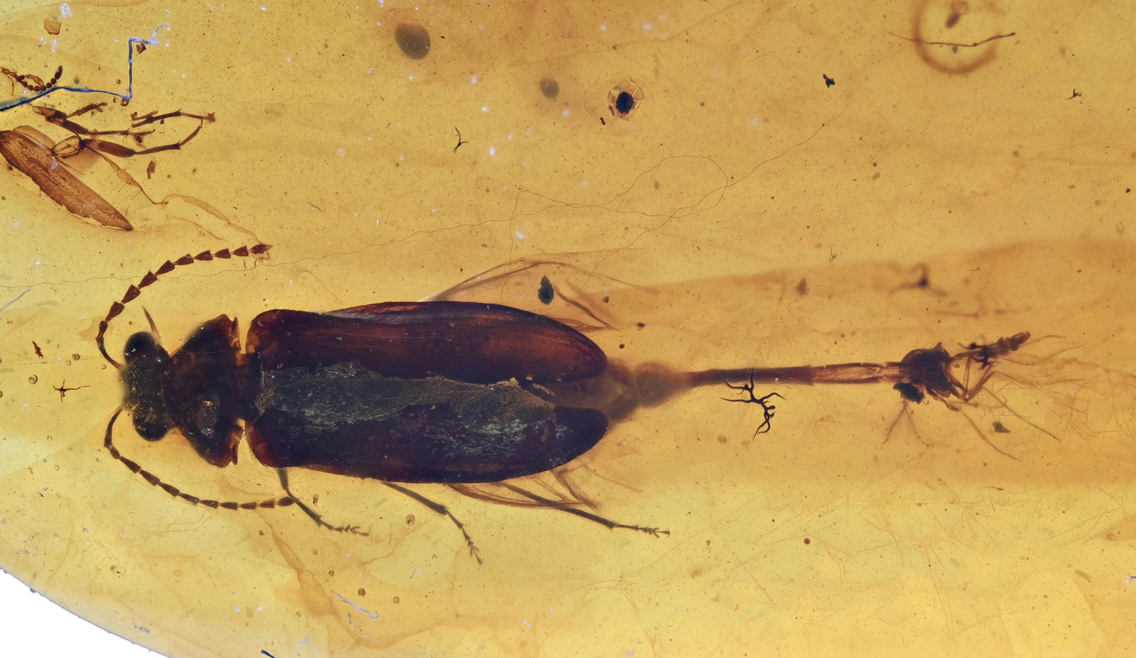 Unusual Coleopteran (Beetle), Fossil insect inclusion in Burmese Amber