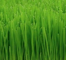 CAT GRASS SEEDS 50 CAT WHEAT GRASS indoor PLANT GARDEN kitty MEOW FREE SHIPPING