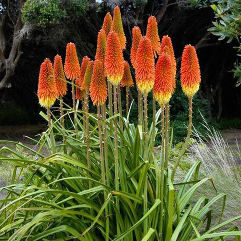 100Pcs TORCH LILY Red Hot Poker / Tritoma / Kniphofia Uvaria