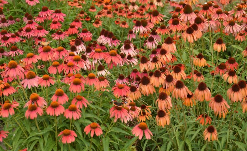 ECHINACEA CONEFLOWER RED IN SHADES 600 SEEDS PERENNIAL FLOWER BULK