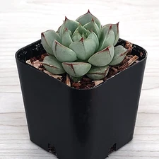 Succulent Live Plant - Echeveria Fabiola - In 2" Pot