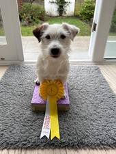 Dog Training Pivot Box/Platform/Place Board/Agility/Obedience/IGP/Dog Sports