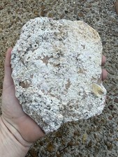 1715 Treasure Fleet Shipwreck Recovered Large Pottery Shard - Encrusted