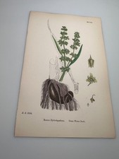 19th Cent RAMEX HYDROLAPATHUM Botanical Hand Colored Print E.B.S.