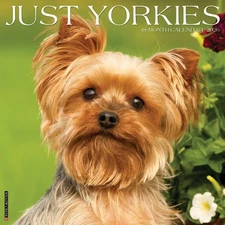 Yorkies 2026 12" x 12" Wall Calendar (free shipping)