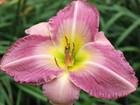 Ocean Rain        Daylilies 1 fan Return and multiply yearly World's Finest
