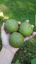 10+ Real Wisconsin Black Walnut Seeds for planting! (Juglans nigra) Fresh 2025!