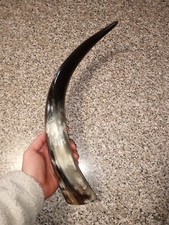Corno Di Bue Lucidato Ad Uso Decorativo 42 Cm