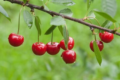 Montmorency Sour Cherry Tree 10 - 50 Seeds Tart Fruit NON-GMO