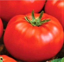 Ace 55 Tomato Seeds 200+ SEEDS  NON-GMO  --BUY 4 ITEMS FREE SHIPPING