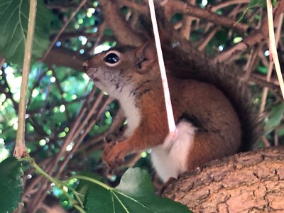 Digital Image Photo Wallpaper Background Cute and Fury Squirrel in Tree Picture