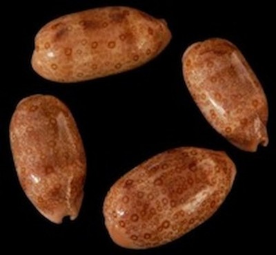 Cyprea Argus Shells measuring 2 to 3'' Sold Each