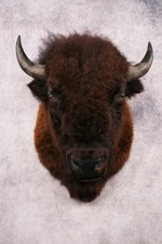 Bison Shoulder Mount SKU 3262