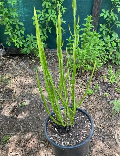 Carqueja (Baccharis Trimera),planta medicinal