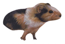 Guinea Pig Magnet - Guinea Pigs - Guinea Pig Fridge Magnet P5-JM