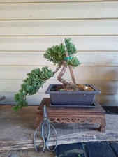 Juniper Procumbens Chinese Live Bonsai