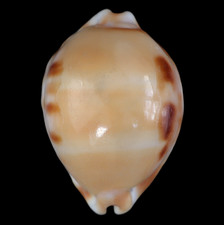 CY457 Cypraea (Luria) tessellata f. lani 45.7mm  |  Norfolk Ridge, New Caledonia