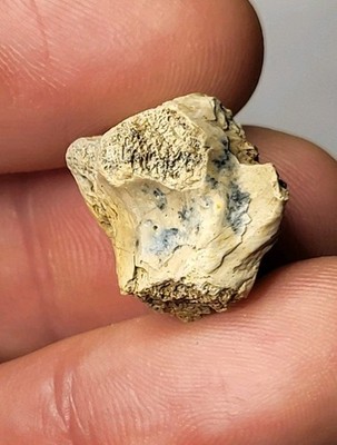 Hell Creek Wirbel Dinosaurier Fossil Acheroraptor? Thescelosaurus? Raptor Ref5812