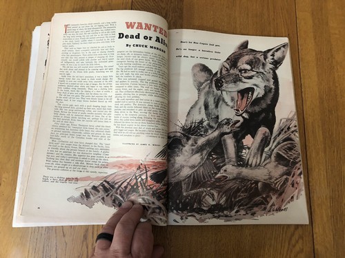 VINTAGE MAY 1949 FIELD & STREAM MAGAZINE HUNTING & FISHING STORIES & ADS - Picture 10 of 14