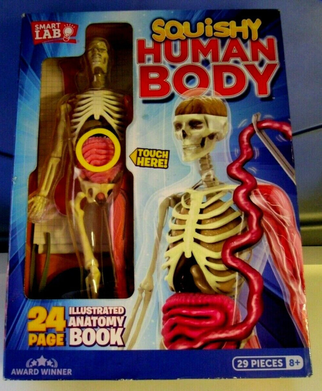 Human Body Skeleton Figure 12 inches-Squishy Organs-By Smart Lab Learning-# 6428
