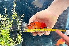 4+ Inches Male Tri Color Oranda Fancy Goldfish 