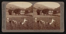 España Cortar hierba con hoces en una granja en Villaro, entre sol - Foto antigua