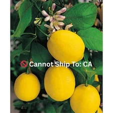 1 Gal. Improved Meyer Lemon Tree - Live Tropical, 1-Pack