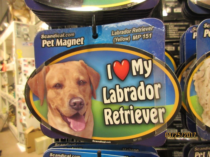 I Love My Yellow Labrador 6 inch oval magnet for car or anything metal  New