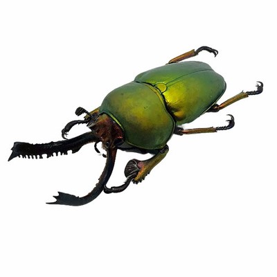 Sägezahn grüner Hirschkäfer (lamprima adolphinae) (männlich) Insekten Präparat