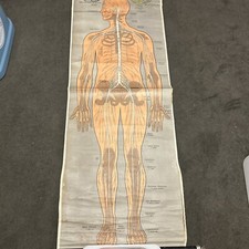 Plakat Lehrtafel Schulwandbild Anatomie Körper Nervensystem Carl Retzdorff