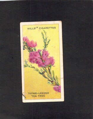 Y1055 Wills Cigarette Card Aust Wild Flowers #10 Thyme leaved Tea Tree