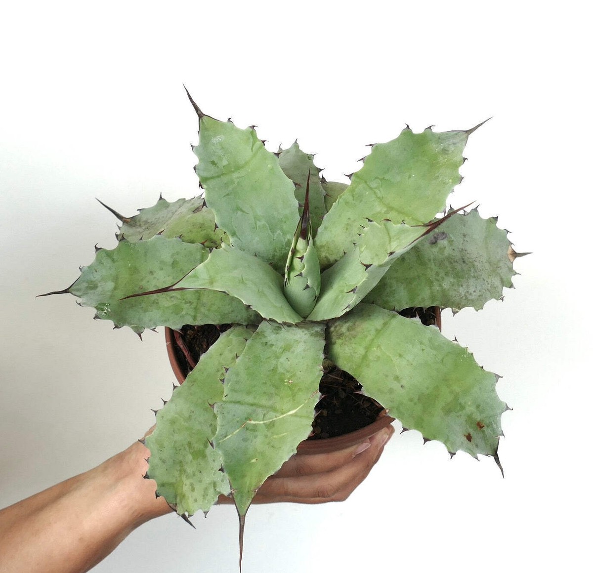 Agave parryi 【hybrid】167 Agave parryi x utahensis 'OR Hybrid' COLD HARDY
