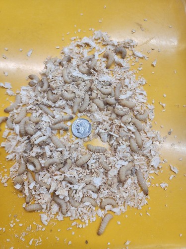 250+ wax worms[aka bee moth packed daily best bait for ice fishing - Picture 2 of 3