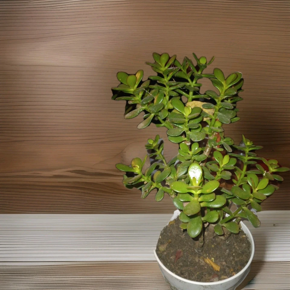 Planta de jade viva suculenta - Crassula Ovata - Elige el tamaño (4” a 12”) Foto 2 de 4