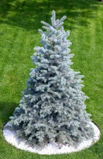 50 Colorado BLUE SPRUCE Tree Picea Pungens Glauca Christmas Tree Silver Seeds