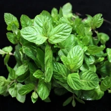 MINT BLEND Fragrance Oil to craft Candles Soaps Lotions Bath products