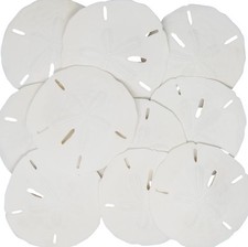 White Sand Dollars 3"-3.5" - 10pcs - Wedding Seashell Craft Sandollars- Hand ...