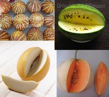 🔥 Melone Meloni Varietà Storiche per Breve Estate RARISSIMO Varietà Antiche 