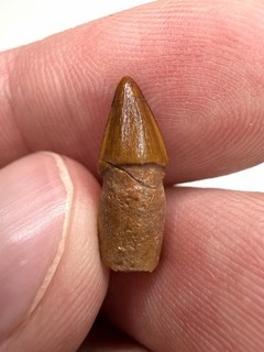 0.62” Rooted Crocodylomorph Tooth Kem Kem Beds Morocco