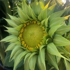SunFill Green Sunflower 10 Seeds Free Shipping 