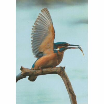 *  Eisvogel  *  Common kingfisher  Postkarte  # 1