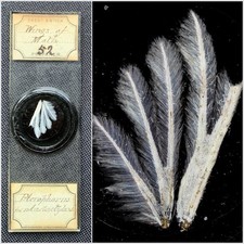 Fred Enock Antique Microscope Slide. Wing of Plume Moth