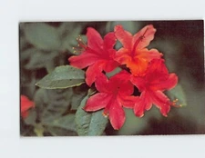 Postcard Flame Azalea, Great Smoky Mountains National Park