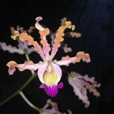 COMPACT SCHOMBURGKIA ORCHID SPECIES thompsoniana large seedling plant 2 in pot