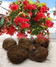 5 RED PENDULA BEGONIA TRAILING BULBS/CORMS GARDEN/HANGING BASKET SUMMER FLOWER