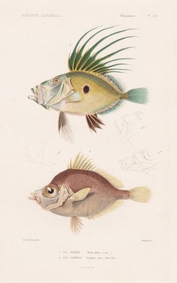Zeus faber Petersfish Capros aper fish fish engraving steel engraving Cuvier 1849