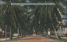 Beautiful Palm-Lined Drive in Navy Yard,Key West,Florida,FL Tichnor Postcard